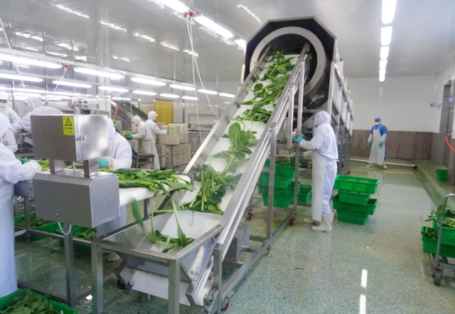 中国調理野菜工場(小松菜)